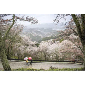 일본 현지인처럼 나라: 맞춤형 가이드 투어 솔직 후기 | 실사용자 리뷰 분석 - 상품 이미지 3