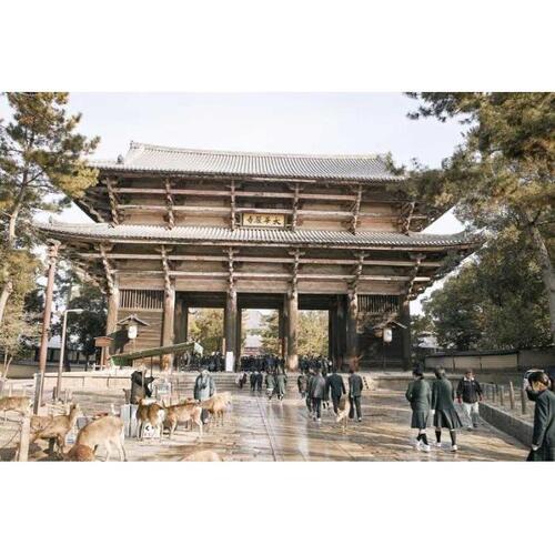 일본 현지인처럼 나라: 맞춤형 가이드 투어 솔직 후기 | 실사용자 리뷰 분석 - 대표 이미지