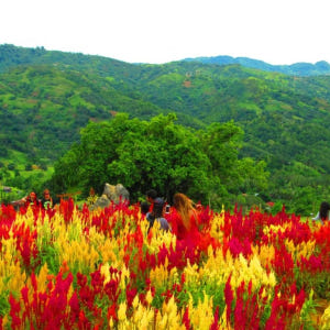 필리핀 세부 시티 프라이빗 일일 투어 (시말라 성당 포함) 솔직 후기 | 실사용자 리뷰 분석 - 상품 이미지 4
