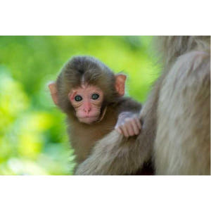 일본 나가노: 봄의 원숭이 1일 & 벚꽃 투어 솔직 후기 | 실사용자 리뷰 분석 - 상품 이미지 3