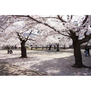 일본 나가노: 봄의 원숭이 1일 & 벚꽃 투어 솔직 후기 | 실사용자 리뷰 분석 - 상품 이미지 2