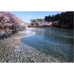 일본 나가노: 봄의 원숭이 1일 & 벚꽃 투어 솔직 후기 | 실사용자 리뷰 분석 - 상품 이미지 1