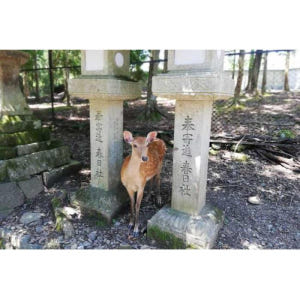 일본 나라 : 반나절 유네스코 문화 유산 및 지역 문화 워킹 투어 솔직 후기 | 실사용자 리뷰 분석 - 상품 이미지 4