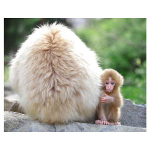 일본 나가노: 봄의 원숭이 1일 & 벚꽃 투어 솔직 후기 | 실사용자 리뷰 분석 - 상품 이미지 4