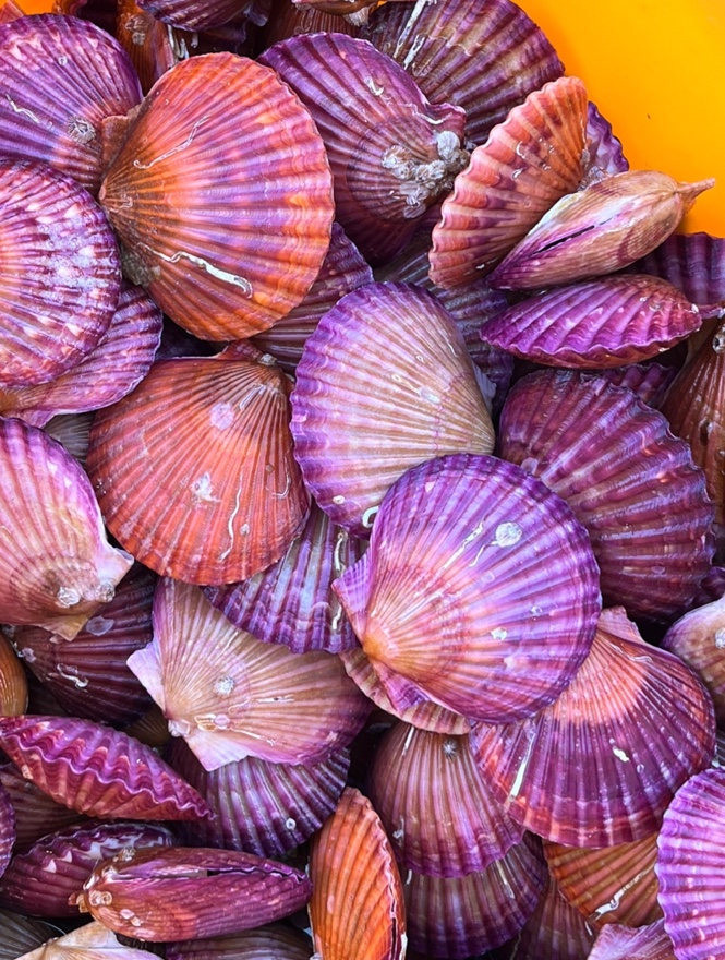 (산지직송) 최상급 선별 손세척 고성 홍가리비 1kg 쪼이수산 제품 이미지