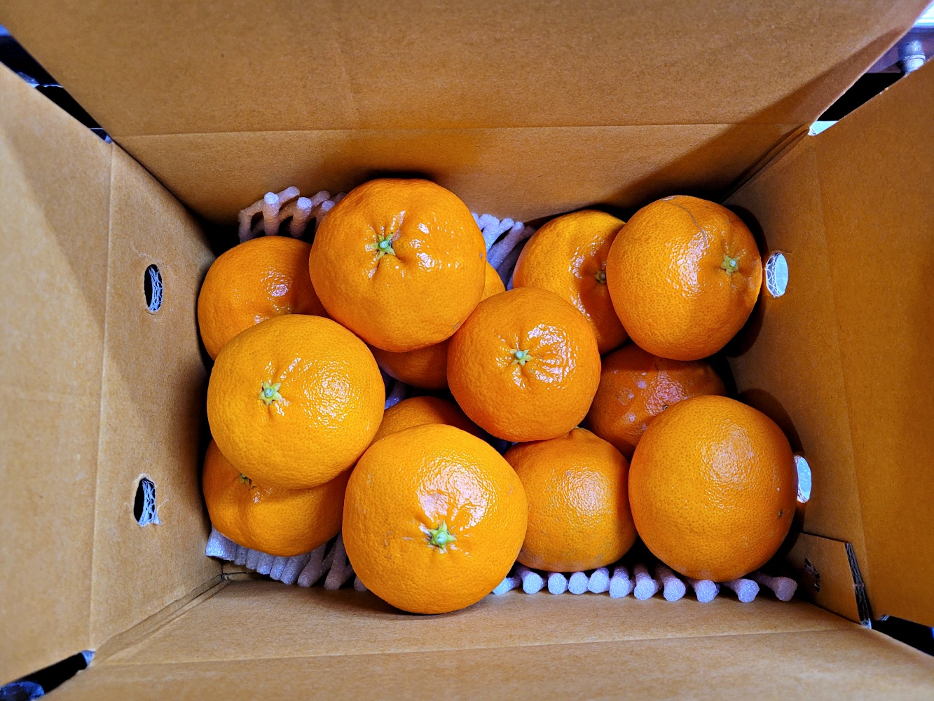 천혜향 1kg 3kg 5kg 가정용 꼬마 소과 중과 대과 제주 산지직송 - 상품 이미지