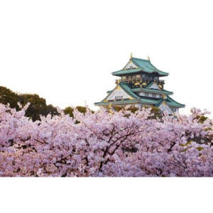 일본 오사카: 주간 벚꽃과 음식 투어 솔직 후기 | 실사용자 리뷰 분석 - 상품 이미지 1