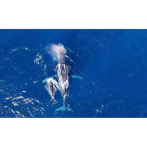 일본 오키나와 나하: 게라마 제도 반나절 고래 관찰 투어 솔직 후기 | 실사용자 리뷰 분석 - 상품 이미지 1