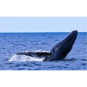 일본 오키나와 나하: 게라마 제도 반나절 고래 관찰 투어 솔직 후기 | 실사용자 리뷰 분석 - 상품 이미지 4