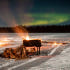 핀란드 로바니에미 오로라 피크닉 투어 솔직 후기 | 실사용자 리뷰 분석 썸네일
