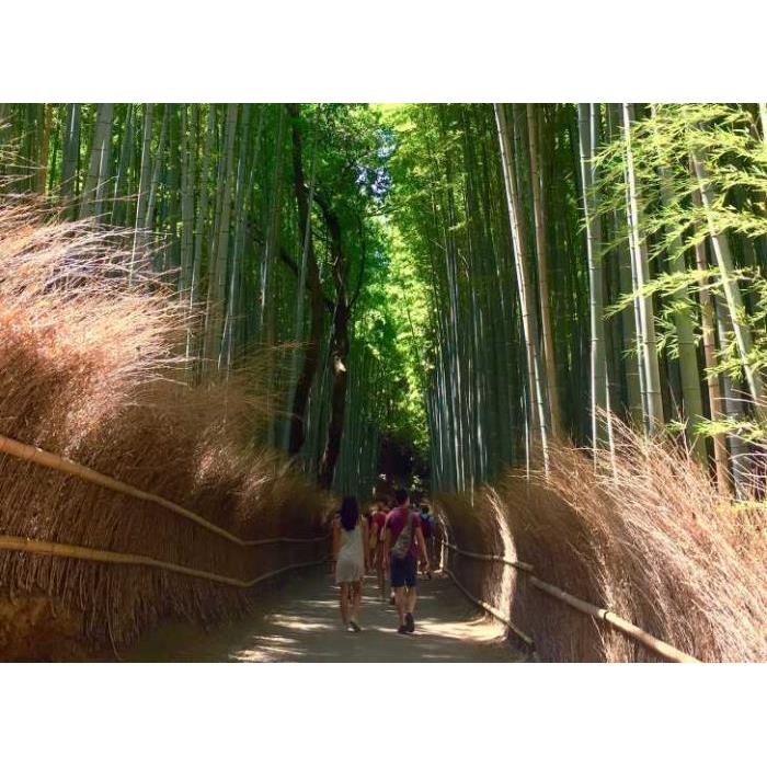 일본 오사카/교토에서 출발하는 교토 및 나라 1일 버스 투어 이미지 3