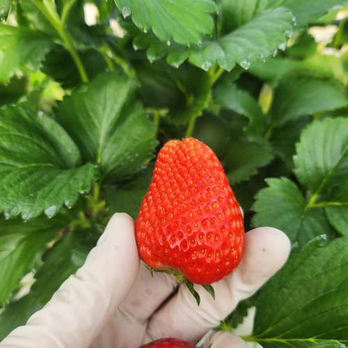 논산 비타베리 딸기 750g 킹스베리 죽향 흰 메리퀸 냉동 생 : 맑은 자연을 담은 삼흥식품