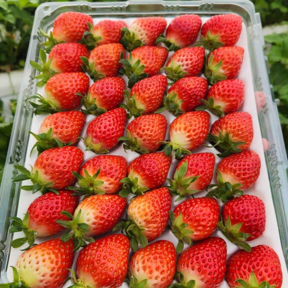 첫수확 새콤달콤 제철 논산 설향딸기 350g / 700g 난좌포장 - 상세 이미지 4