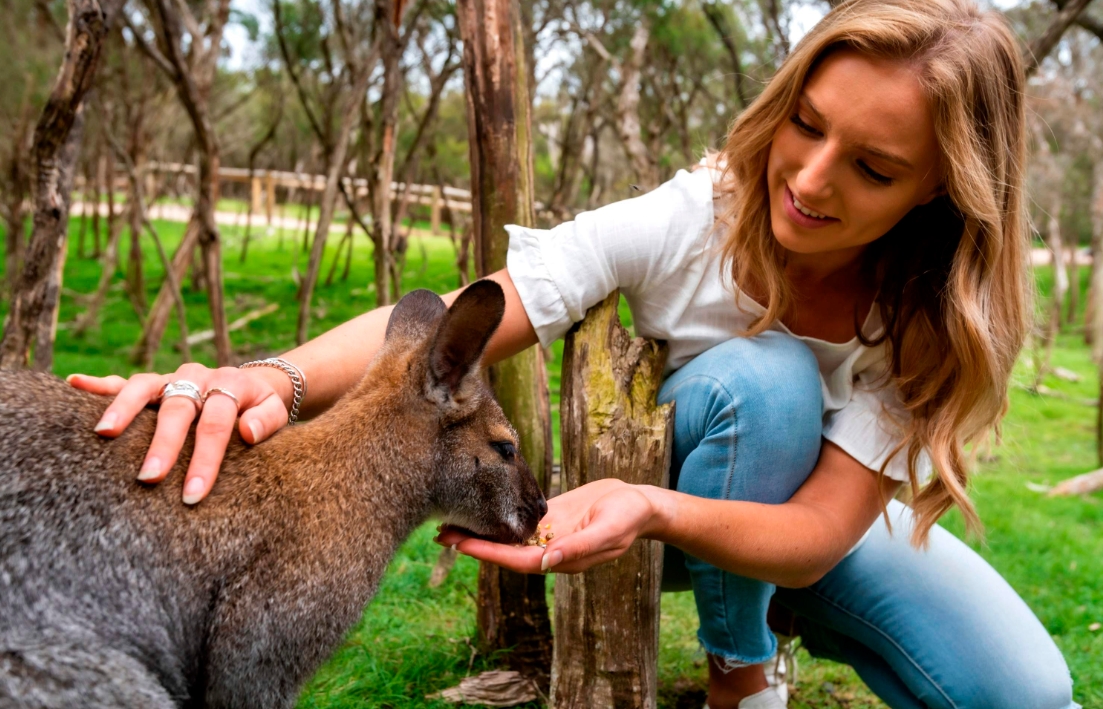 필립 아일랜드 일일 투어 (멜버른 출발) 이미지 3
