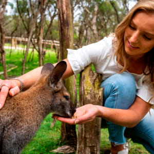 필립 아일랜드 일일 투어 (멜버른 출발) 솔직 후기 | 실사용자 리뷰 분석 - 상품 이미지 3