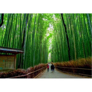 일본 교토: 일본 정원 개인 맞춤형 투어 솔직 후기 | 실사용자 리뷰 분석 - 상품 이미지 1