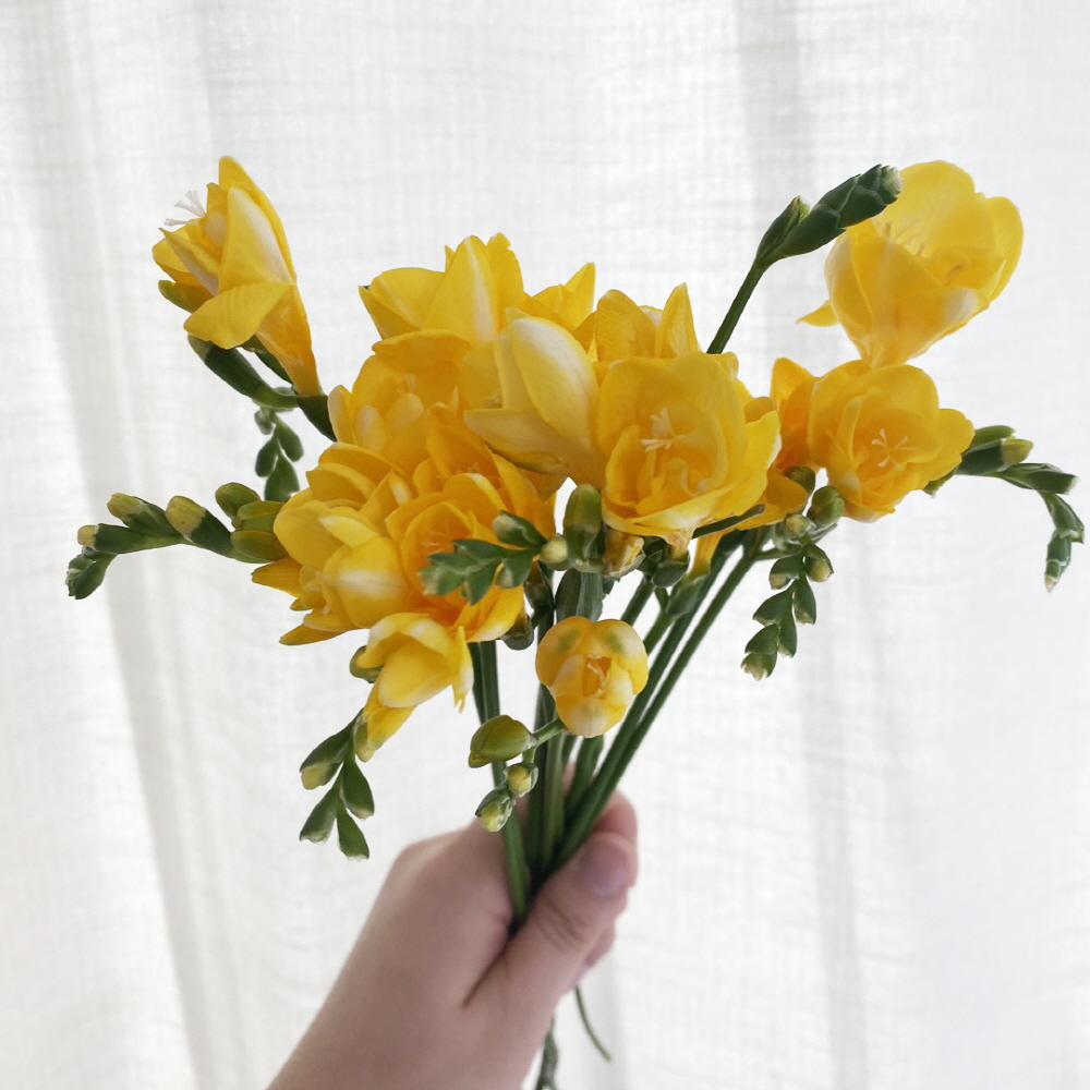 프리지아 10줄기 후리지아 꽃다발 꽃배달싼곳 생화택배 솔직 후기 | 실사용자 리뷰 분석 - 대표 이미지