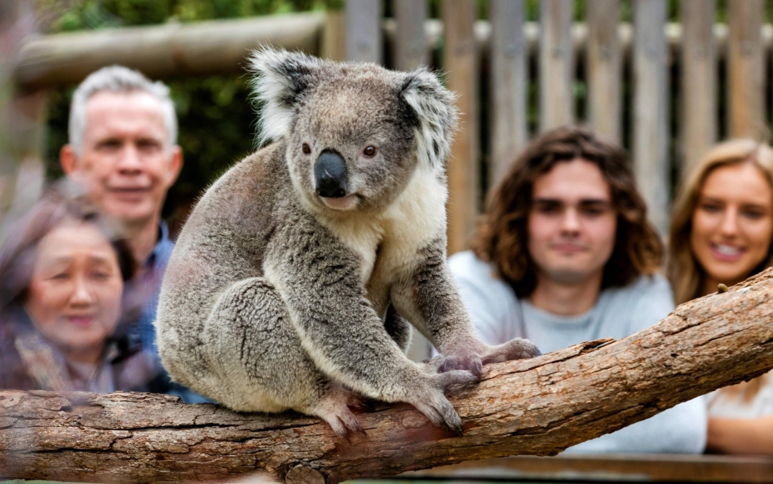 필립 아일랜드 일일 투어 (멜버른 출발) 이미지 4