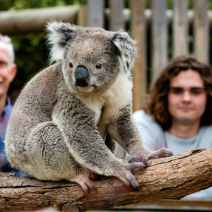 필립 아일랜드 일일 투어 (멜버른 출발) 솔직 후기 | 실사용자 리뷰 분석 - 상품 이미지 4