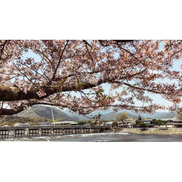 일본 교토 : 사가노 기차 및 점심 식사와 함께 당일 치기 관광 이미지 2