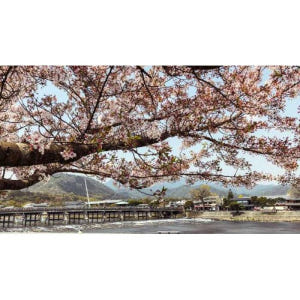 일본 교토 : 사가노 기차 및 점심 식사와 함께 당일 치기 관광 솔직 후기 | 실사용자 리뷰 분석 - 상품 이미지 2