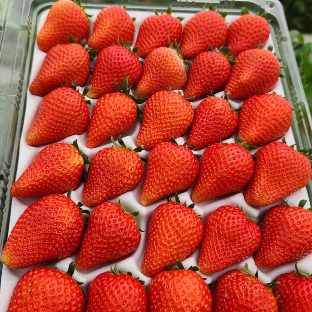 첫수확 새콤달콤 제철 논산 설향딸기 350g / 700g 난좌포장 - 상품 이미지
