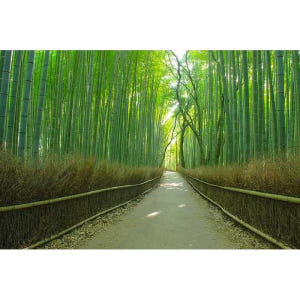 일본 교토: 최고의 하이라이트 하루 종일 여행 솔직 후기 | 실사용자 리뷰 분석 - 상품 이미지 4