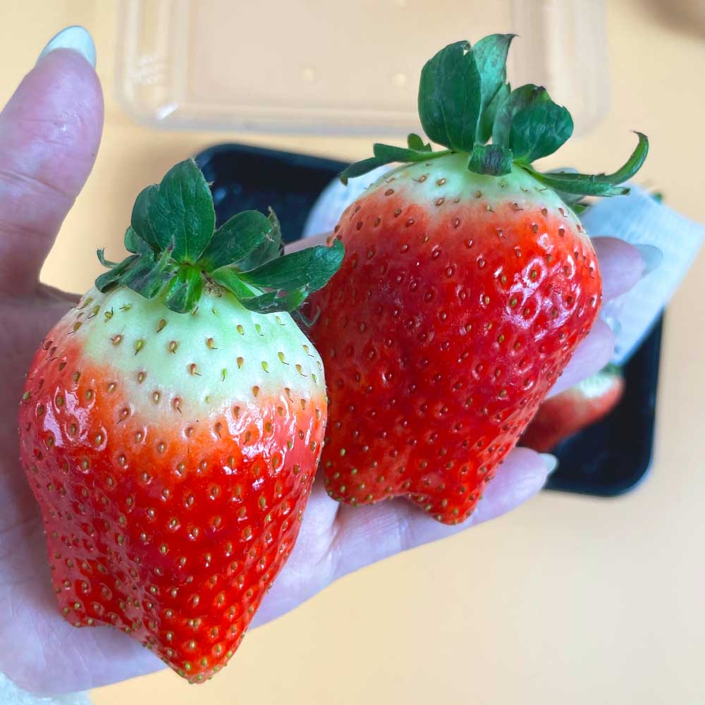 첫수확 새콤달콤 제철 논산 설향딸기 350g / 700g 난좌포장 - 상세 이미지 3