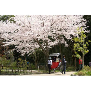 일본 교토: 아라시야마 맞춤형 인력거 투어 & 대나무 숲 솔직 후기 | 실사용자 리뷰 분석 - 상품 이미지 2