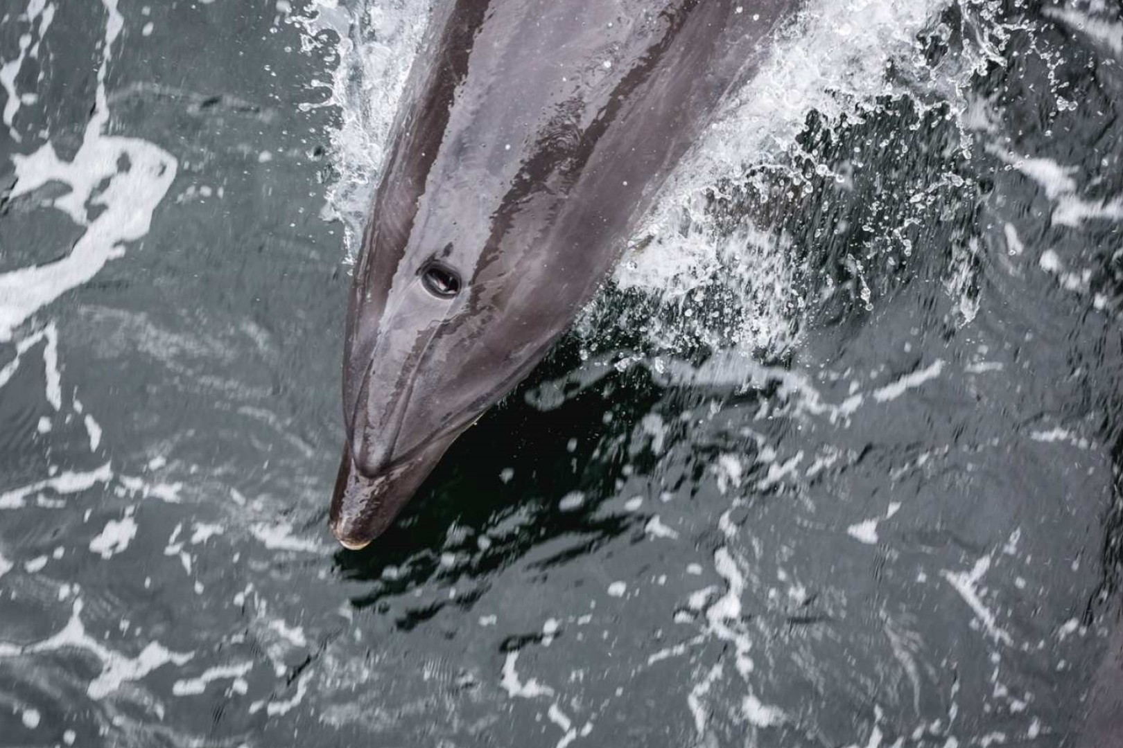 뉴질랜드 퀸스타운 출발 다우트풀 사운드 윌더니스 크루즈 이미지 4