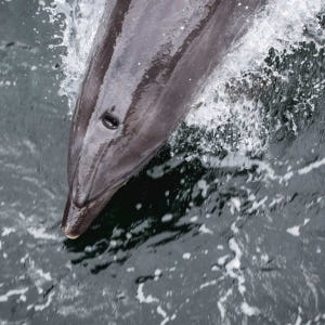 뉴질랜드 퀸스타운 출발 다우트풀 사운드 윌더니스 크루즈 솔직 후기 | 실사용자 리뷰 분석 - 상품 이미지 4