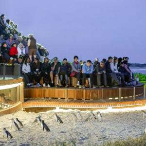 호주 멜버른 필립 아일랜드 네이처 파크 콤보 티켓 솔직 후기 | 실사용자 리뷰 분석 - 상품 이미지 2