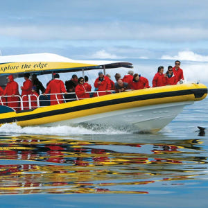 호주 태즈매니아 호바트 출발 브루니 아일랜드 야생 크루즈 일일 투어 솔직 후기 | 실사용자 리뷰 분석 - 상품 이미지 1