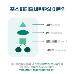 두뇌에 좋은 포스파티딜세린 징코 은행추출물 뇌건강 PS 맛있게 먹은 솔직 후기 - 상품 이미지 3
