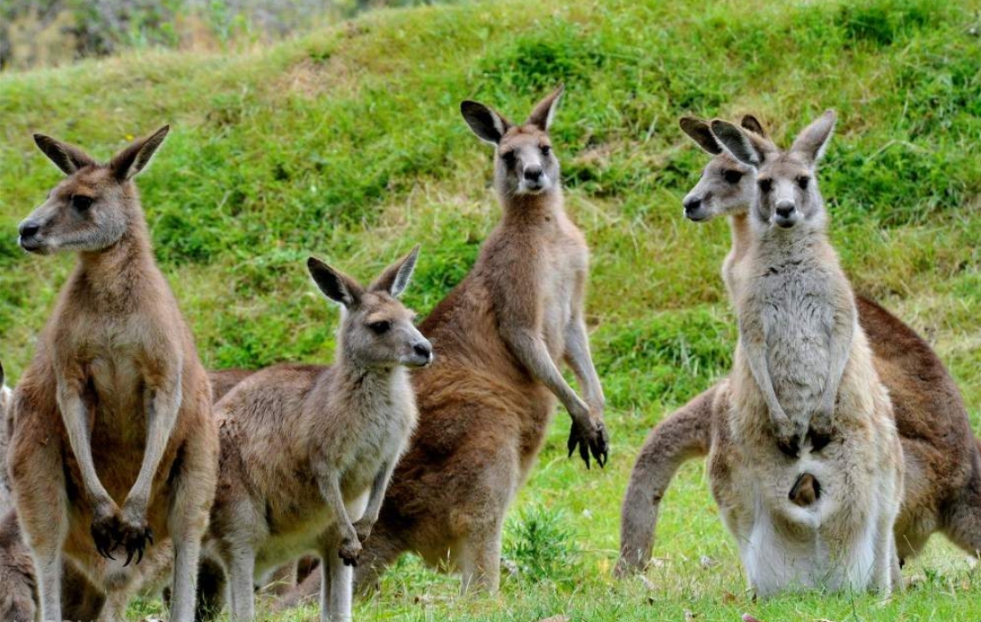 호주 그레이트 오션 로드 일일 투어 (멜버른 출발) 이미지 4
