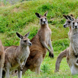 호주 그레이트 오션 로드 일일 투어 (멜버른 출발) 솔직 후기 | 실사용자 리뷰 분석 - 상품 이미지 4