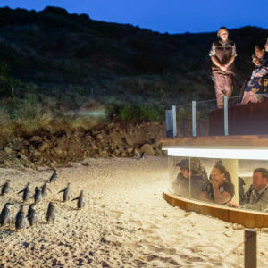 호주 멜버른 필립 아일랜드 네이처 파크 콤보 티켓 솔직 후기 | 실사용자 리뷰 분석 - 상품 이미지 1