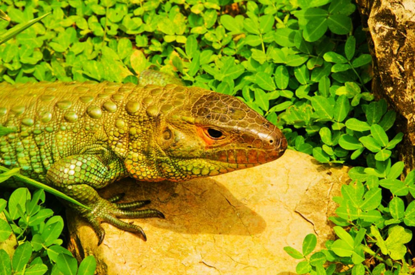 호주  시드니 파충류 공원 입장권 | 시드니 이미지 4