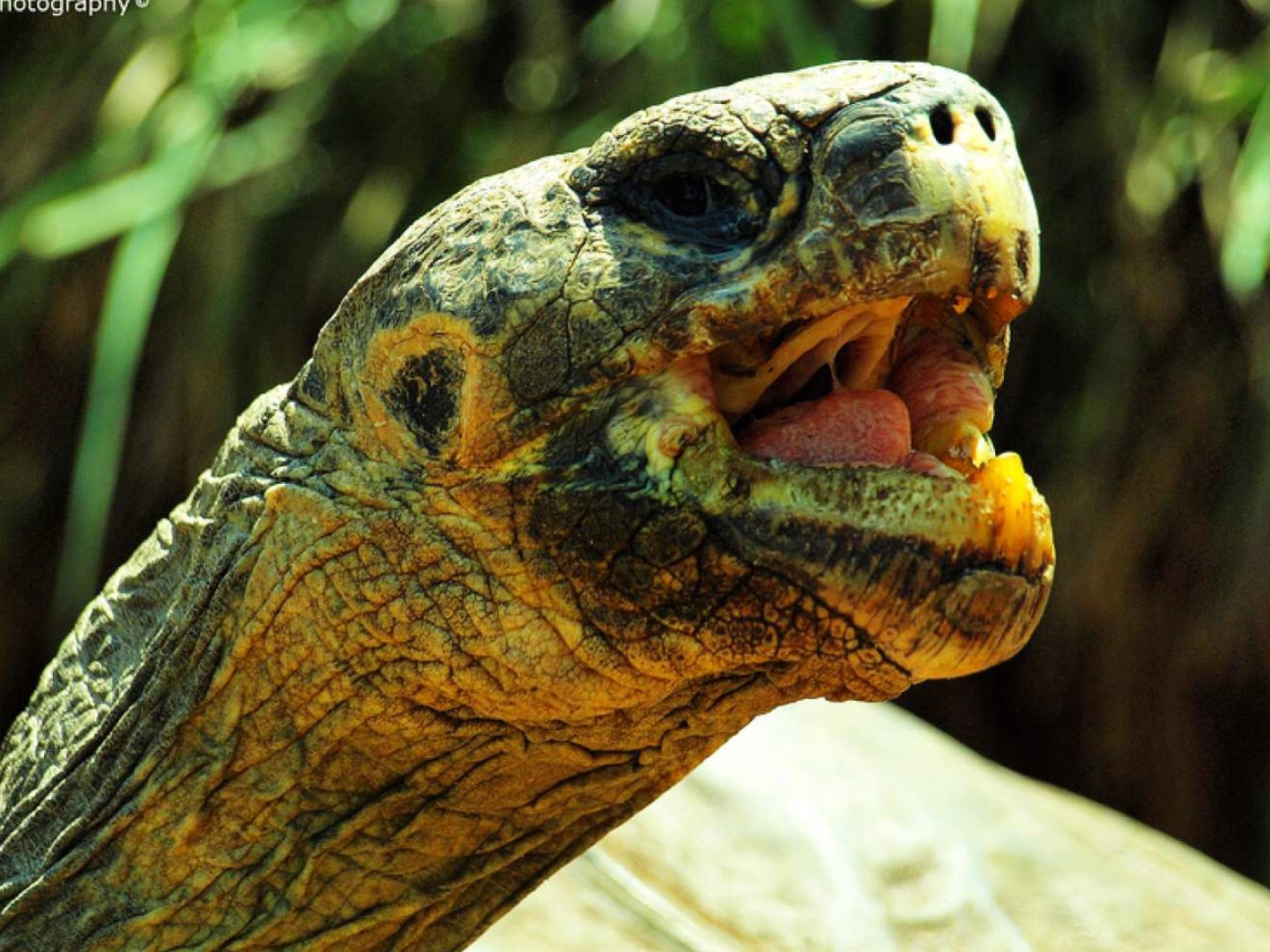 호주  시드니 파충류 공원 입장권 | 시드니 이미지 2