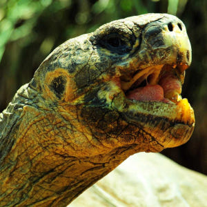 호주  시드니 파충류 공원 입장권 | 시드니 솔직 후기 | 실사용자 리뷰 분석 - 상품 이미지 2