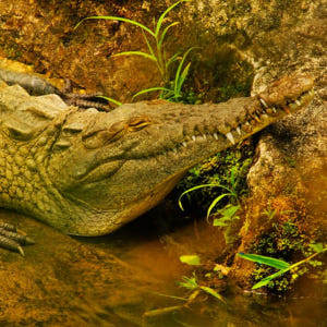 호주  시드니 파충류 공원 입장권 | 시드니 솔직 후기 | 실사용자 리뷰 분석 - 상품 이미지 1
