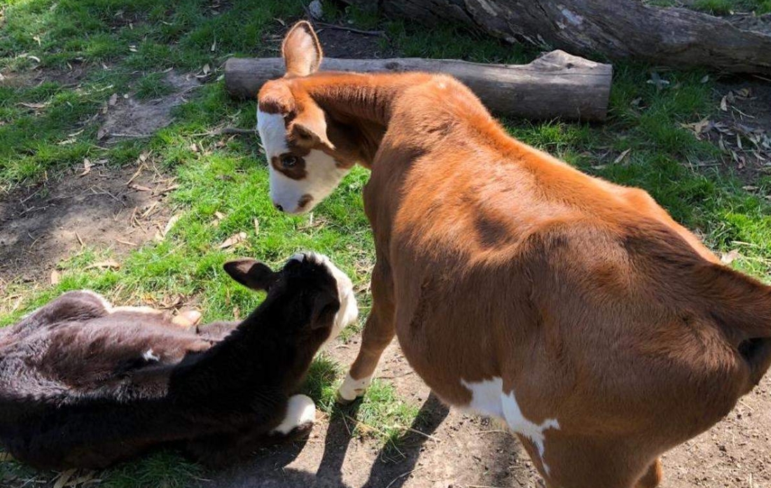호주 멜버른 검부야 월드 입장권 (상품 페이지 Google 번역됨) 이미지 4