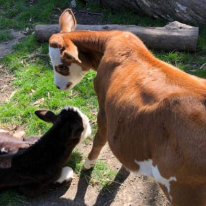 호주 멜버른 검부야 월드 입장권 (상품 페이지 Google 번역됨) 솔직 후기 | 실사용자 리뷰 분석 - 상품 이미지 4