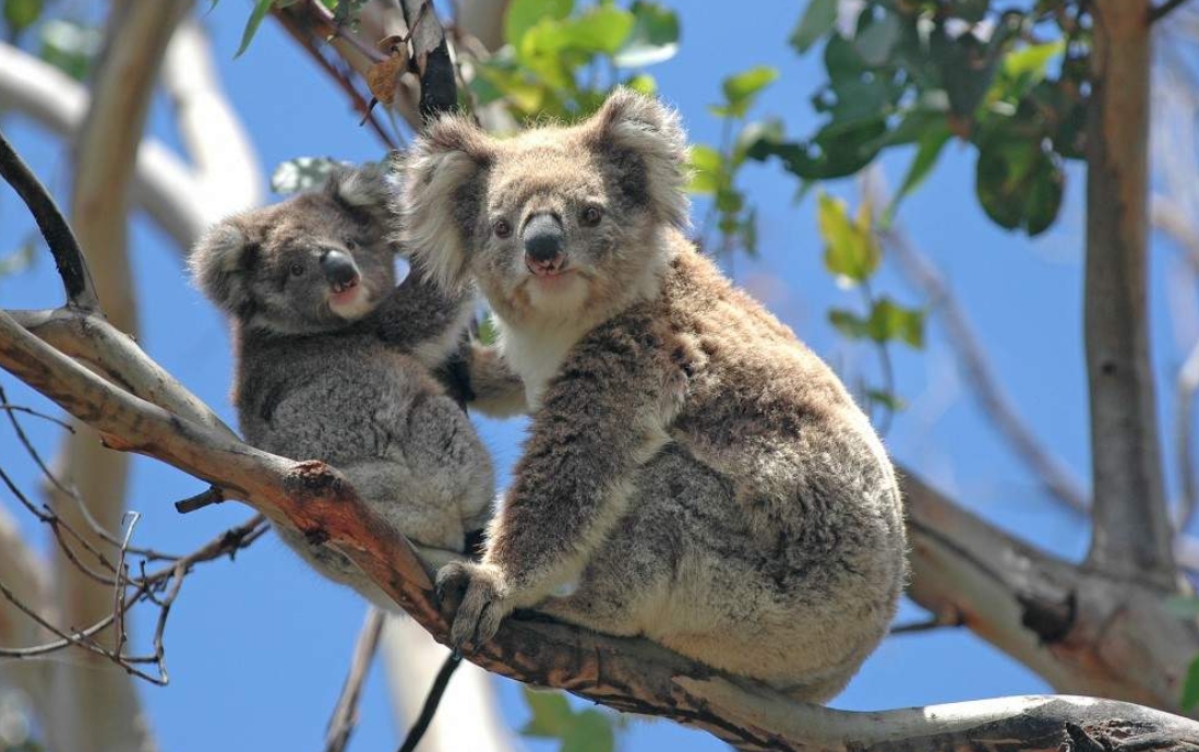 호주 그레이트 오션 로드 일일 투어 (멜버른 출발) 이미지 3