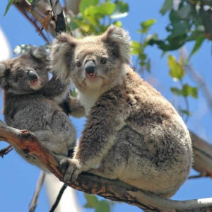 호주 그레이트 오션 로드 일일 투어 (멜버른 출발) 솔직 후기 | 실사용자 리뷰 분석 - 상품 이미지 3