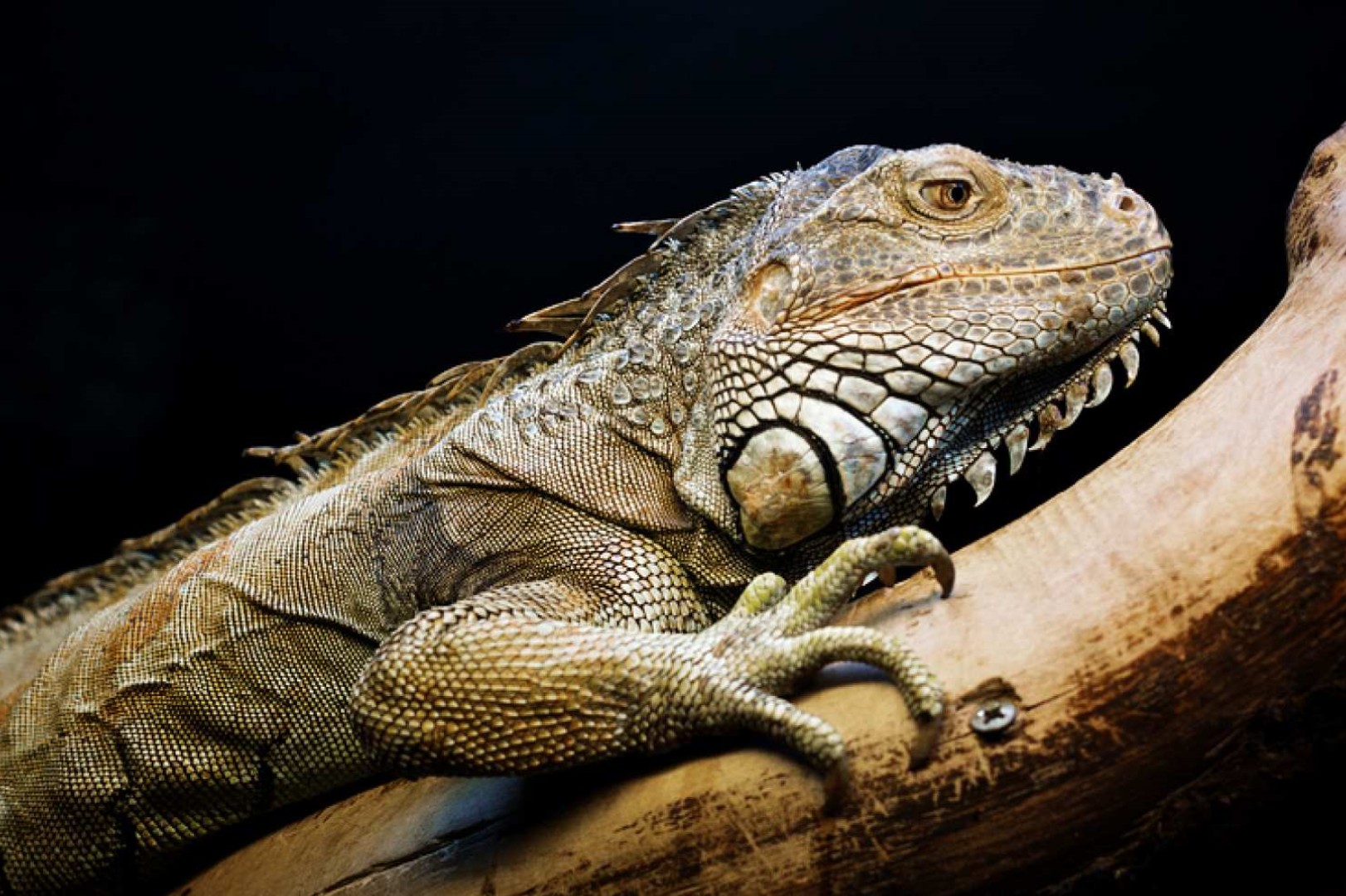 호주  시드니 파충류 공원 입장권 | 시드니 이미지 3