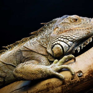 호주  시드니 파충류 공원 입장권 | 시드니 솔직 후기 | 실사용자 리뷰 분석 - 상품 이미지 3