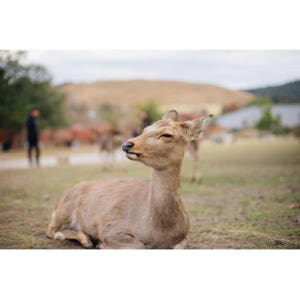 일본 교토 또는 오사카에서 : 나라를 통한 개인 도보 여행 솔직 후기 | 실사용자 리뷰 분석 - 상품 이미지 4
