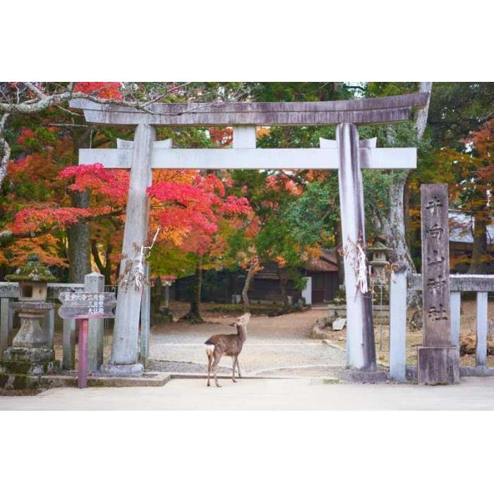 일본 교토 또는 오사카에서 : 나라를 통한 개인 도보 여행 이미지 2