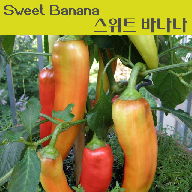 Sweet Banana Pepper 스위트 바나나 페퍼 달콤하고 희귀한 파프리카모종 희귀고추모종 : 채소/야채 모종 - 엑스플랜트 Sweet Banana Pepper... 